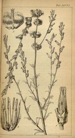 Sericorema remotiflora as Trichinium remotiflorum.jpg