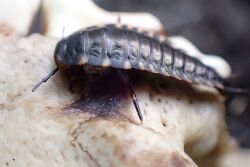Silpha tristis larvae.jpg