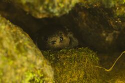 Sooty Swift at nest - Intervales NP - Brazil S4E0547 (12812168335).jpg