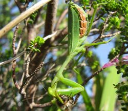 Sphodromantis eating bee.IMG 3045s.jpg