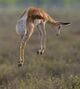 Springbok pronk.jpg