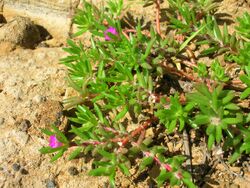 Starr 060405-6884 Portulaca pilosa.jpg