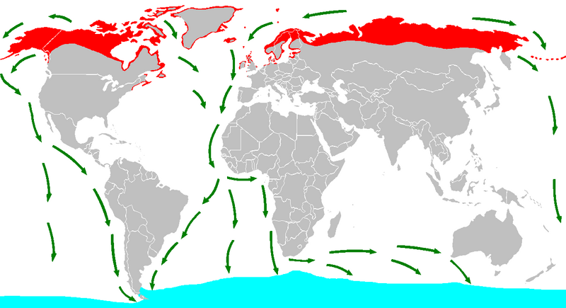 File:Sterna paradisaea distribution and migration map.png