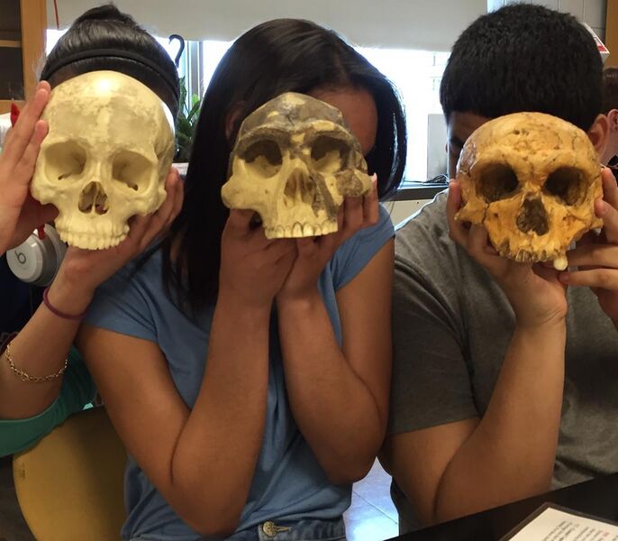 File:Students explore hominid evolution.jpg