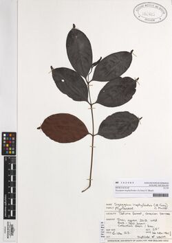 Syzygium inophylloides (A.Gray) C.Muell. (AM AK162485).jpg