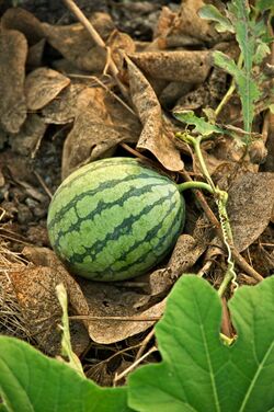 Taiwan 2009 Tainan City Organic Farm Watermelon FRD 7962.jpg