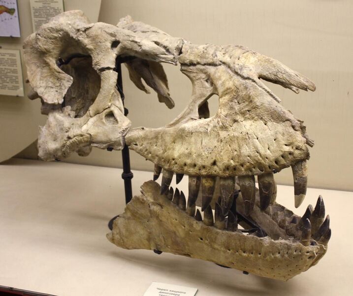 File:Tarbosaurus holotype skull.jpg
