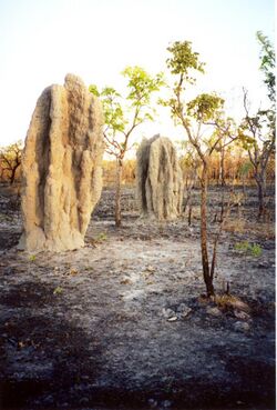 Termite cathedral mounds in a bushfire blackened tropical savanna.jpg