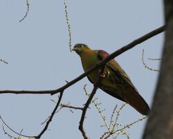 Thick-billed Green Pigeon (Treron curvirostra) at Jayanti, Duars, West Bengal W Picture 098.jpg