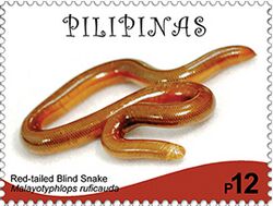 Typhlops ruficaudus 2017 stamp of the Philippines.jpg
