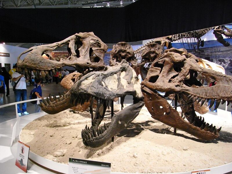 File:Tyrannosaurus skulls Japan.jpg