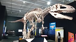 Tyrannotitan in Queensland Museum.jpg