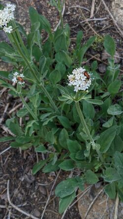 Valeriana californica.jpg