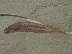†Paratarrasius hibbardi Carboniferous Bear Gulch, Montana.jpg