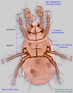 Female Pygmephorus