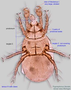 1-Pygmephorus female dors BMOC 97-0808-002.jpg