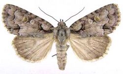 Acronicta albarufa2.jpg