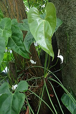 Anthurium nymphaeifolium kz1.jpg