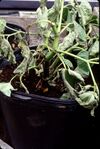 Awa Pythium Root Rot -- wilt on young plant.jpg