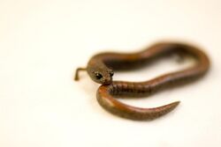 Batrachoseps gavilanensis - Gabilan Mountains Slender Salamander 04.jpg