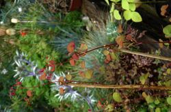 Bauhinia yunnanensis - Flickr - peganum (1).jpg