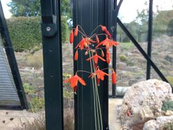 Bessera elegans inflorescence.jpg