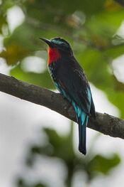 Black Bee-eater - Ghana S4E2547.jpg