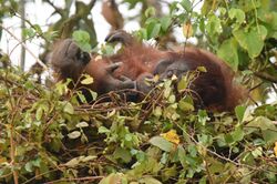 Orangutan lying on its back in a nest
