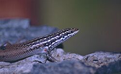 Boulder Mabuya (Trachylepis nancycoutuae) (9582309151).jpg