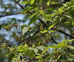 Branches I IMG 3304.jpg