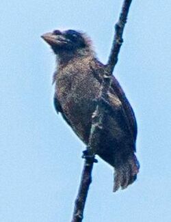 Bristle-nosed Barbet - Ghana S4E1765 (16406883071), crop.jpg