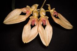 Bulbophyllum annandalei (Cameron Highland, Malaysia) Ridl., J. Straits Branch Roy. Asiat. Soc. 82- 197 (1920) (23941743938).jpg