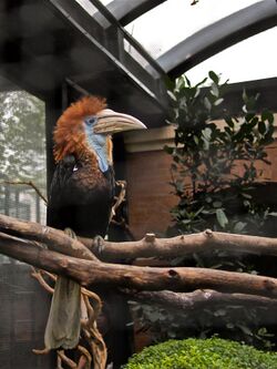 Ceratogymna elata -Hong Kong Zoo-8a.jpg