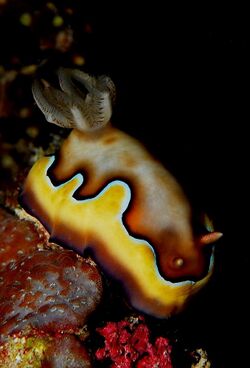 Chromodoris coi 1.jpg