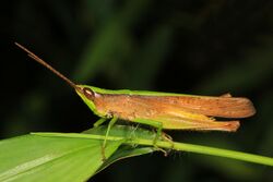 Clip-wing Grasshopper - Metaleptea brevicornis, Julie Metz Wetlands, Woodbridge, Virginia.jpg