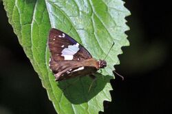 Common black sprite (Celaenorrhinus proxima).jpg