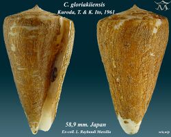 Conus gloriakiiensis.jpg