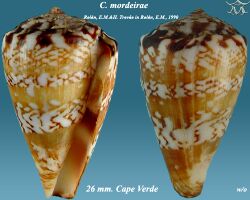 Conus mordeirae 2.jpg