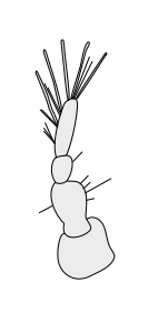 File:Crustacean antenna - Isopoda Austroarcturus africanus 1st-antenna.svg