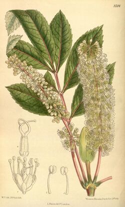 Cunonia capensis 139-8504.jpg