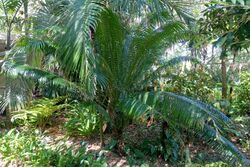 Cycas edentata (Cycas litoralis) - Marie Selby Botanical Gardens - Sarasota, Florida - DSC01150.jpg