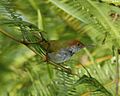 Dark-necked Tailorbird (Orthotomus atrogularis) - Flickr - Lip Kee.jpg