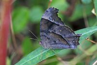 Dark evening brown (Melanitis phedima bethami) dry season form.jpg