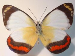 Delias mysis The Union Jack Butterfly.jpg