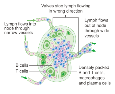 File:Diagram of a lymph node CRUK 022.svg