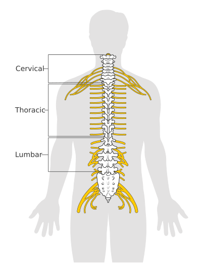 File:Diagram of the spinal cord CRUK 046.svg