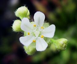 Drosera dilatatio-petiolaris Flora 2.jpg