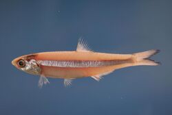 Dusky anchovy ( Anchoa lyolepis ).jpg