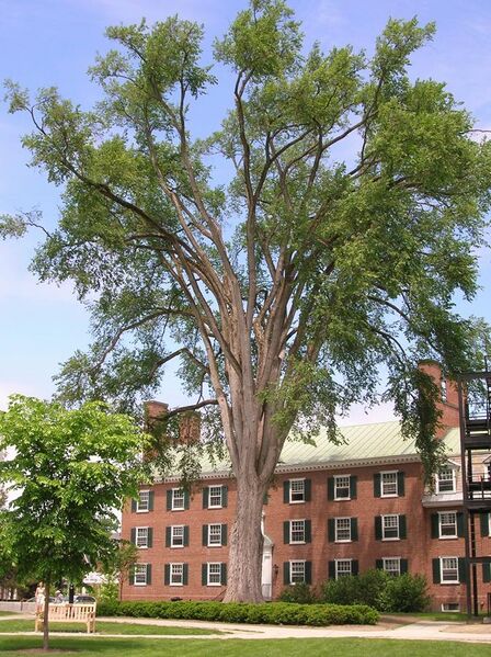 File:Elm Tree between Fahey Hall and Russell Sage building at Dartmouth College, Hanover, NH June 2011.jpg