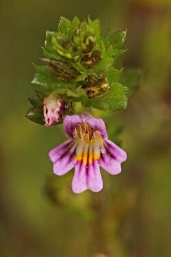 Euphrasia micrantha flower (03).jpg